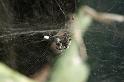 Cyrtophora_citricola_D3292_Z_85_Valle Gran Rey_Spanje